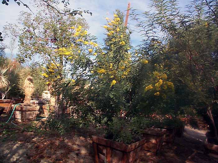 Caesalpinia cacalaco